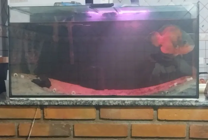 Aquário 80lar x 40 alt x 30
