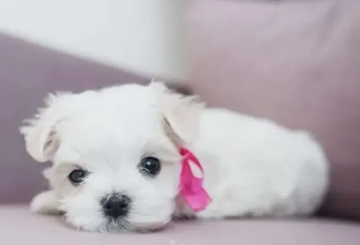 Filhotes de Maltês White Miniatura, Ótimos para Crianças e Idosos