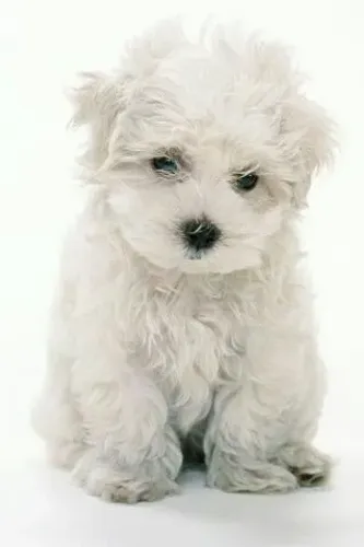 Poodle  Belos disponível 