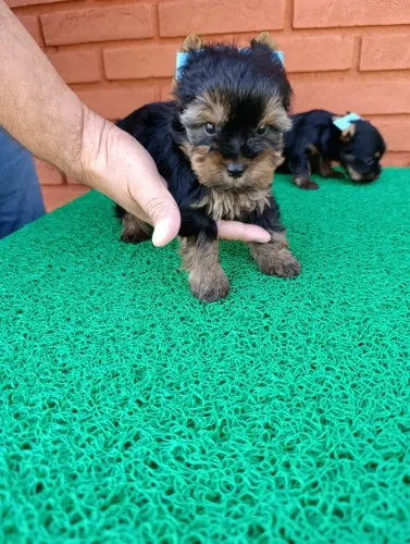 YORKSHIRE Esse peludinho vai encher sua casa de alegria