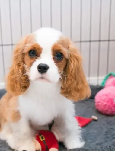 Cavalier king spaniel fêmea - Adquira seu filhote, entregamos até você! - Venâncio
