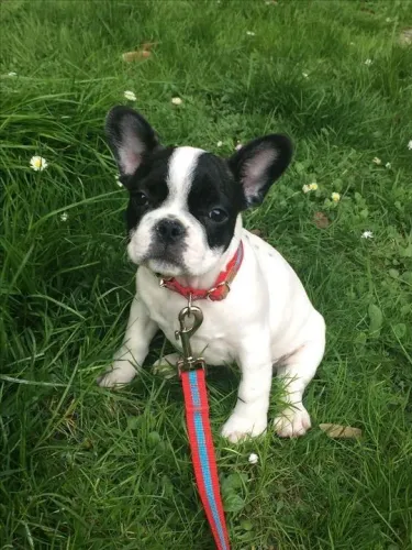 Filhote Bulldog Francês pertinho e branquinho orelhinas de pé 