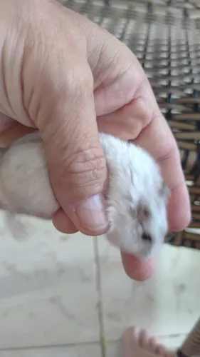 HAMSTER ANÃO E GAIOLA