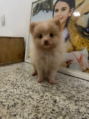 Spitz Alemão fêmea