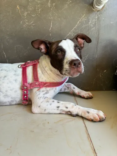 ADOÇÃO / Filhote de Pittbull