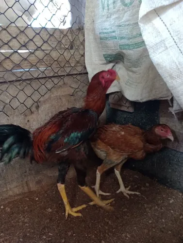 Galo índio gigante+ galinha índio gigante