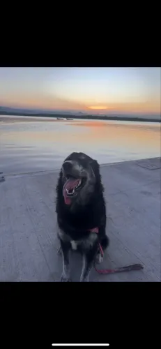 Procuro cachorro para cruzar com minha cachorra