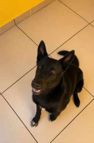 Filhote fêmea de Pastor Belga de Malinois 