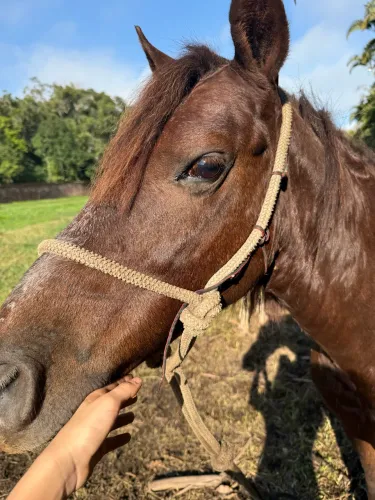Vende-se cavalo manso