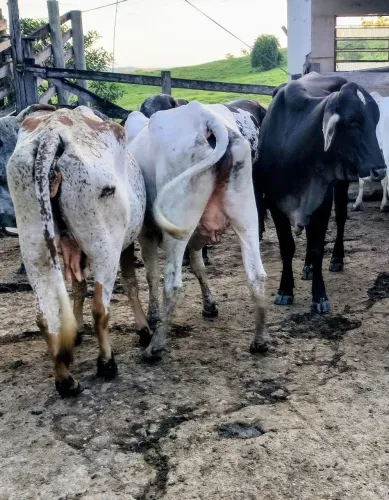 4 vacas