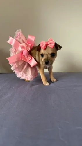 Pinscher 0 *