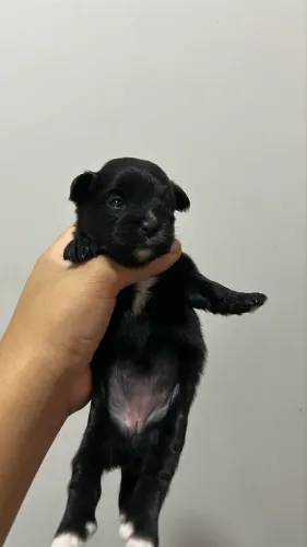 linda filhote fêmea de Lhasa Apso, com Lulu da pômeranea. conhecida como Lhapom