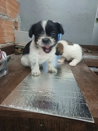 Cachorros