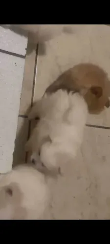 Lindos lulu da Pomerânia 