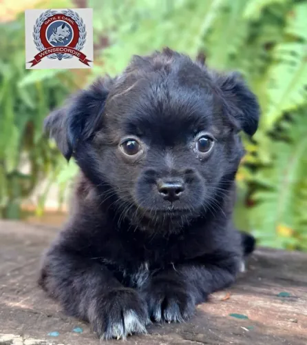 Filhotes Chihuahua macho pêlo longo