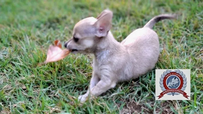 Filhote Mine Chihuahua fêmea 