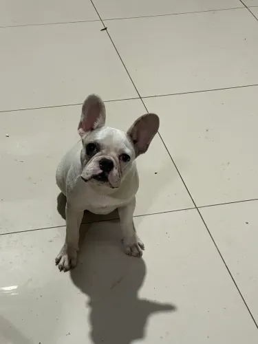 Buldogue francês macho para cruzar 
