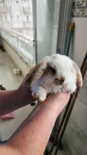 Coelho mini lop Uruguaio