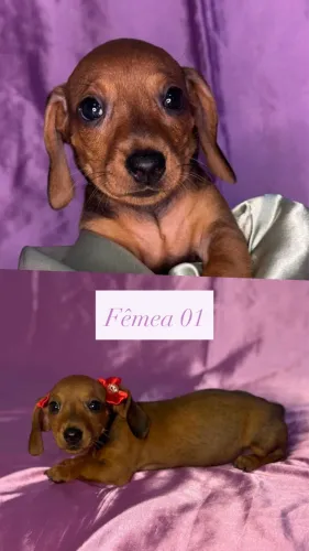 Filhotes - Dachshund/Salsicha/Cofap/Basset/Teckel