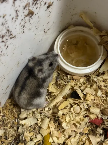 Hamister chinês 