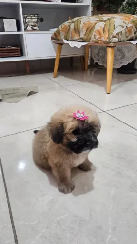 FILHOTE SHIH-TZU FÊMEA À VENDA