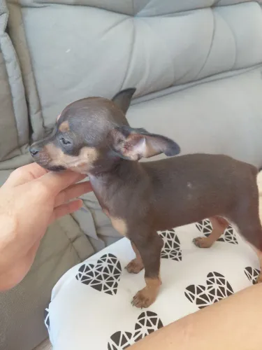 Vendo pinscher 1