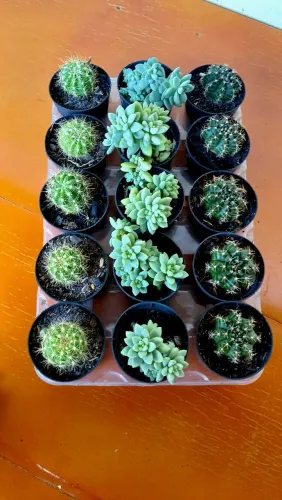 Plantas Ornamentais