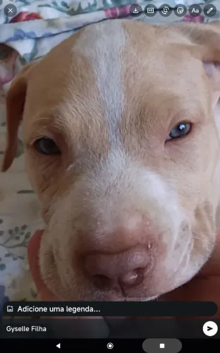 Disponíveis Pitbulls