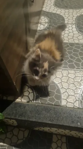 Gatinha prá doação