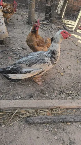 Vendo Pato 