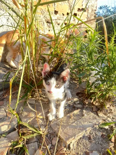 Gatinho abandonado pra doação