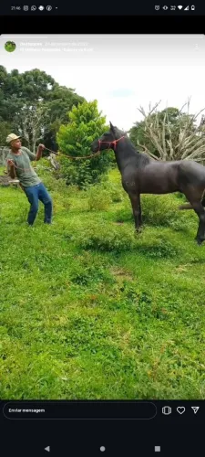 Cavalo castrado