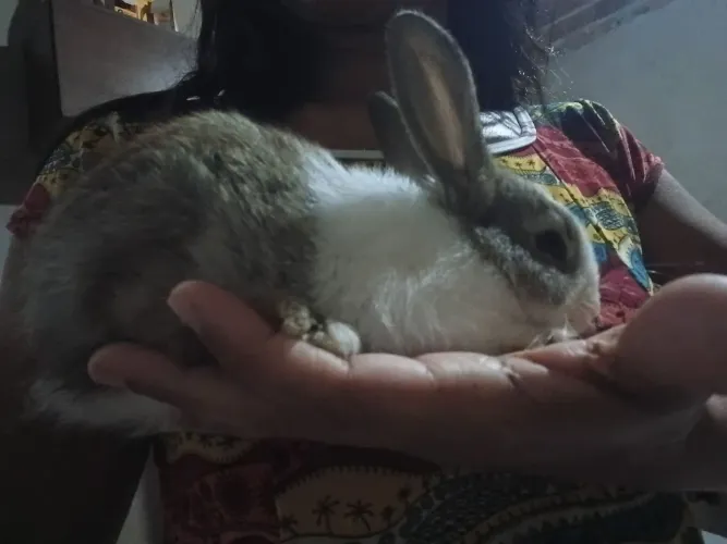 Vendo coelho ?