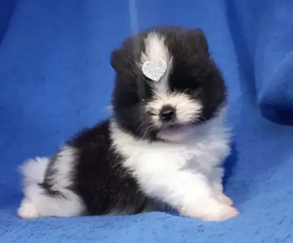 Lulu da Pomerânia