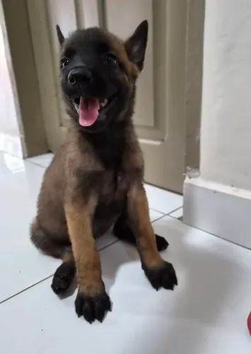 Vendo filhote de pastor Belga Malinoá. Cães vacinados e vermifugados.
