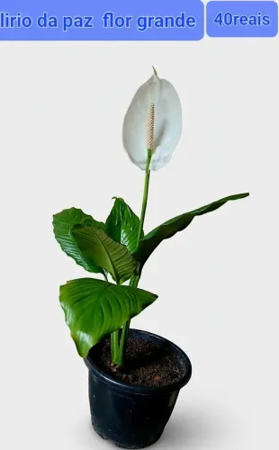 Planta Lírio da Paz