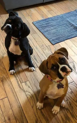Boxer Um amor que caminha ao seu ritmo