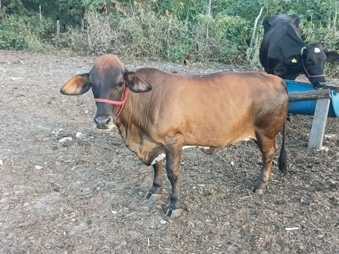 Casal de Mini Gado