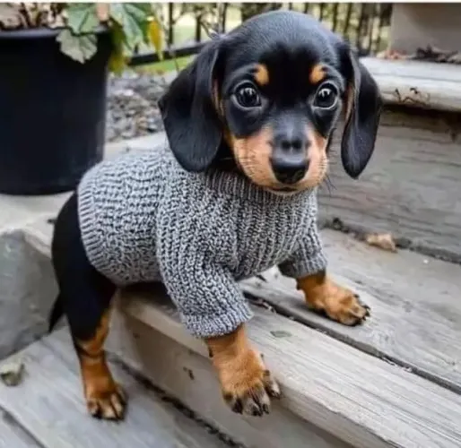 Basset teckel companheiro ideal para familia 