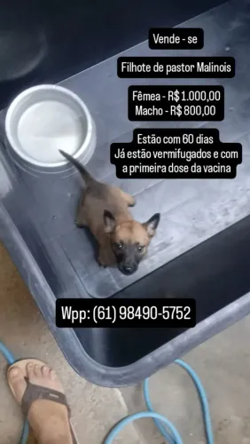 Filhote de Pastor Malinois (60 dias) vacinados + vermifugados
