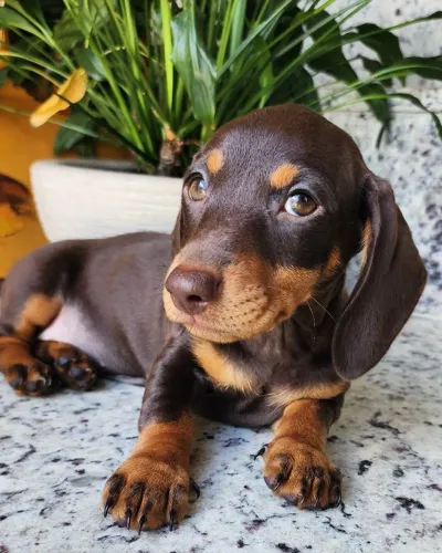 Basset -  Chocolate Com Pedigree. O salsicha!!! 