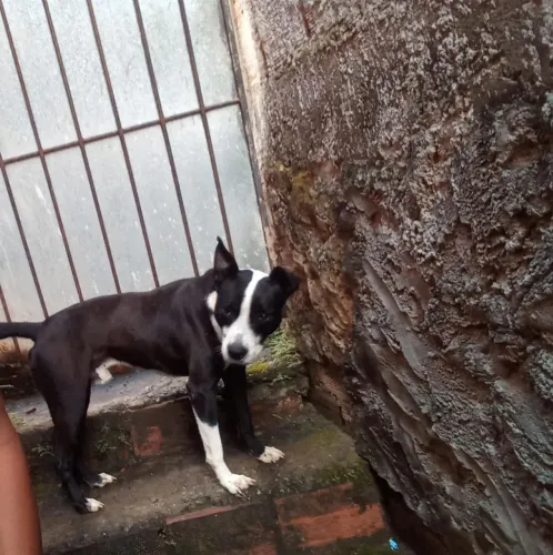 Tenho um cachorro Pitbull pra doação