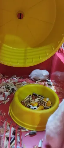 Hamster