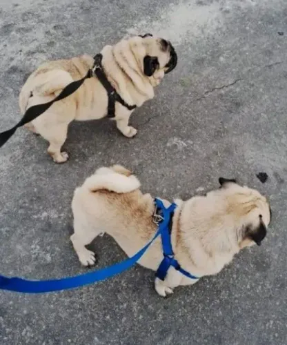 Casal de Pug Adulto 800,00.