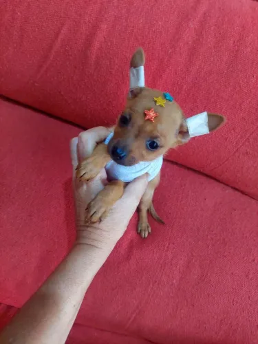 Pincher fêmea fofinha valor 500 reais