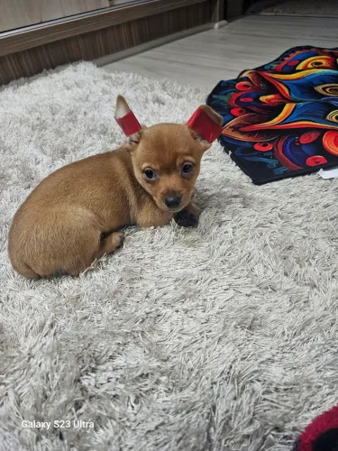 Cachorro