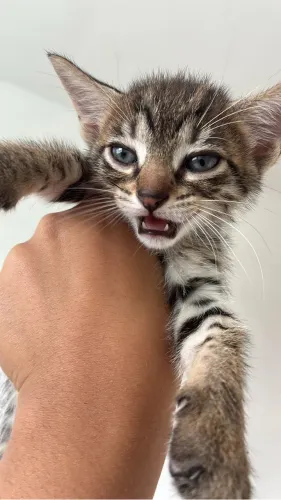 DOA-SE GATOS FILHOTES