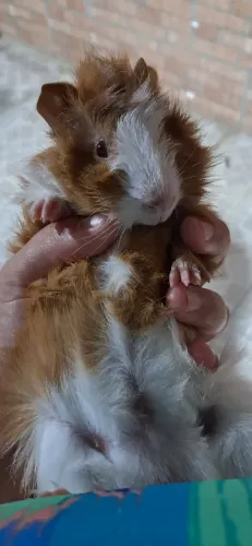 Filhote Porquinho da Índia