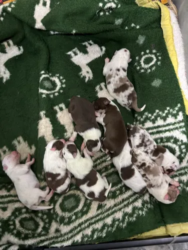 Filhotes de Border Collie - Beleza, Inteligência e Lealdade