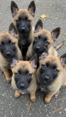 Pastor Belga Malinois 